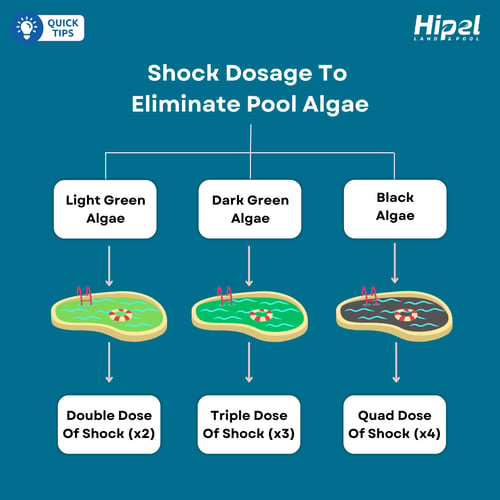 Shock Dosage To Eliminate Pool Algae Fast